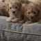 Poodle miniature