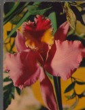 CPIB 15116 - FELICITARE - IRIS. TIPARITA IN ITALIA, CECAMI