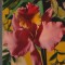 CPIB 15116 - FELICITARE - IRIS. TIPARITA IN ITALIA, CECAMI