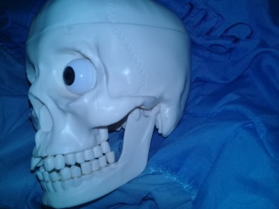 CRANIU UMAN,Craniu didactic din PVC,CRANIU UMAN ,15,9 CM In-3,7 CM Adanc,12 Lat foto