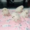 Pomeranian mini