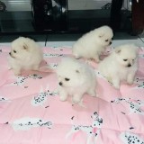 pomeranian mini