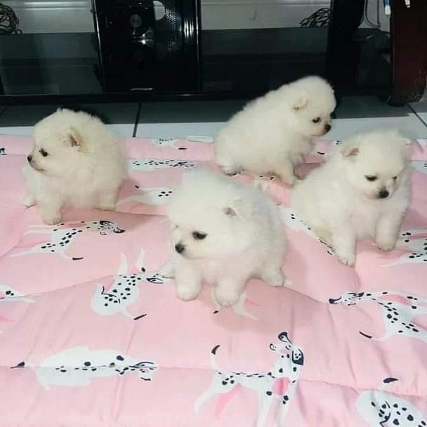 Pomeranian rasa pura