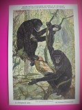 HOPCT 6220 CIMPANZEU-PAN PANISCUS -MAIMUTE-FAUNA AFRICA-CP CHROMO LITHO -MUZEUL REGAL STIINTE NATURALE BELGIA-NECIRCULATA, Printata