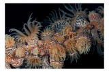 Tablou Canvas, "Coral exotic &icirc;n ad&acirc;ncuri marine", Tentacule, Model, Subacvatic, Texturi, Contrast, Organism, Vibrant, Detaliu, Exotic, Misterios, 39 x