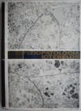 Fiziopatologia Icterelor - I. Pavel, Carte Medicina (Noua/Anticariat) - Ghid Complet