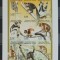 COMORES 1998 FAUNA MAIMUTE NEDANTELAT