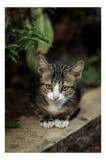 Tablou Canvas, "Pisoi g&acirc;nditor sub frunziș verde", Neștiutor, Bl&acirc;nd, Curios, Pui, Verdeață, Singuratic, Gingaș, Drăgălaș, Frunze, Observativ, 26 x 39