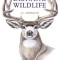 Drawing Wildlife