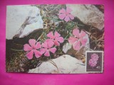 HOPCT 14671 GAROFITA PIETREI CRAIULUI-DIANTHUS CALLIZONUS SCH - CP FLORI -NECIRCULATA