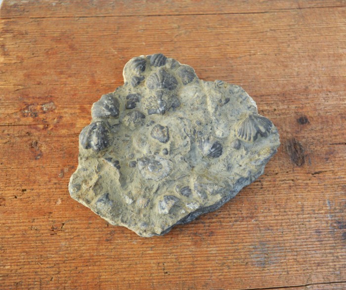 Spirifer elevatus Devonian