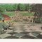 FA48-Carte Postala- RUSSIA- Leningrad, palatul Petrodvorets, Cascada Sah