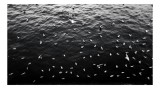 Tablou Canvas Dansul păsărilor pe apa liniștită Natură și Mișcare, 39 x 26 cm, CMCLASS