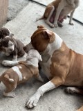 Amstaff staffordshire Terrier