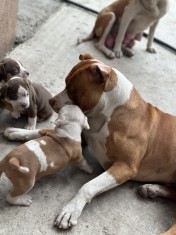 Amstaff staffordshire Terrier foto