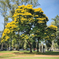 Peltophorum dubium - 5 seminte pentru semanat