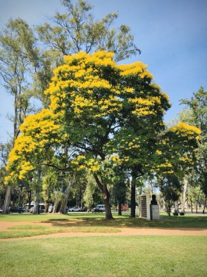 Peltophorum dubium - 5 seminte pentru semanat foto