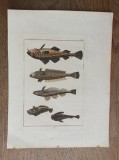 Cumpara ieftin Joh. Sollerer- GRAVURA COLOORATA MANUAL, 1790 * PESTI