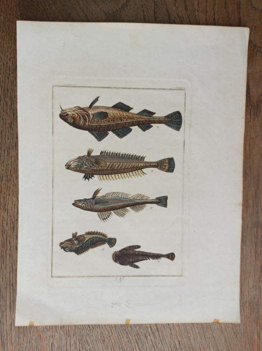 Joh. Sollerer- GRAVURA COLOORATA MANUAL, 1790 * PESTI