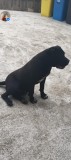 Cane corso, Pedigree