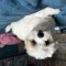 Bichon maltez