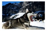 Tablou Canvas, "Husky &icirc;n peisajul montan &icirc;nghețat", Iartă-mă, nu pot să spun dacă c&acirc;inele din imagine este de o anumită rasă. Pot să te ajut cu altcev