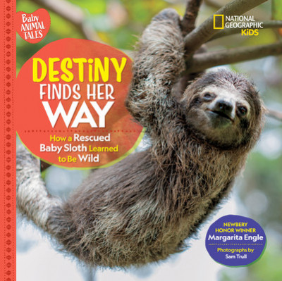Destiny Finds Her Way: How a Rescued Baby Sloth Learned to Be Wild foto