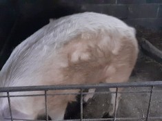 V&amp;acirc;nd porc. foto