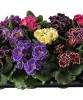 Primula acaulis Sirococco Mix, planta ghiveci 10cm, Oem