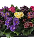 Primula acaulis Sirococco Mix, planta ghiveci 10cm, Oem