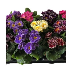 Primula acaulis Sirococco Mix, planta ghiveci 10cm