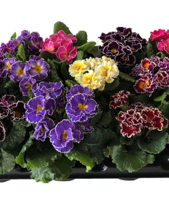 Primula acaulis Sirococco Mix, planta ghiveci 10cm foto
