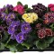 Primula acaulis Sirococco Mix, planta ghiveci 10cm