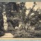 AD 201 C. P. VECHE - URSULINEN -KLOSTER LIEBENTHAL -BEZ.LIEGNITZ- CALUGARITE