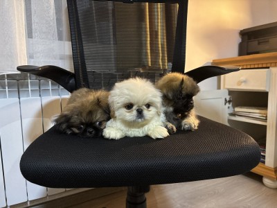 Animale de companie foto