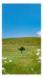 Tablou Canvas, "Copacul singuratic &icirc;n c&acirc;mp deschis", Copac, Solitar, C&acirc;mpie, Cer, Albastru, Verde, Peisaj, Tranquilitate, Linie, Orizont, Flori, Sălbă