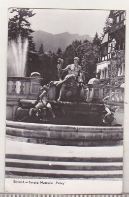 bnk cp Sinaia - Terasa Muzeului Peles - necirculata foto