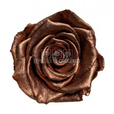 Trandafiri Criogenati XL METALLIC COOPPER (Ø6-6,5cm, set 6 buc)