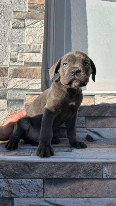 Cane Corso cu Pedigree