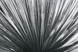 Tablou Canvas, "Frunze de palmier &icirc;n zori gri", Radiant, Linear, Symmetrical, Textured, Organic, 39 x 26 cm, CMCLASS