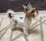 Yorkie mini toy Beawer, [en.casa]