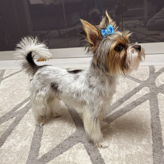 Yorkie mini toy Beawer