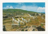 FA2 - Carte Postala - GRECIA - Delos, Arhaic lions, necirculata, Fotografie