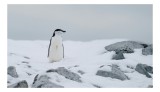 Tablou Canvas, "Pinguin solitar pe zăpadă arctică", Pinguin, Zăpadă, Pietre, Cer &Icirc;nnorat, Frig, Antarctica, Solitar, Calm, Natură, Gheață, 39 x 26 cm,