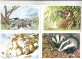 bnk cp Fauna - lot 20 carti postale necirculate *