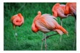 Tablou Canvas, "Flamingo roz &icirc;n ținută de seară", Flamingo, Roz, Pene, Picioare, Verde, Odihnă, Grădină, Nisip, Grup, Natură, 39 x 26 cm, CMCLASS