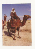 FA3 - Carte Postala - ISRAEL - Camel in the Desert, necirculat, Necirculata, Fotografie