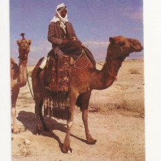 FA3 - Carte Postala - ISRAEL - Camel in the Desert, necirculat