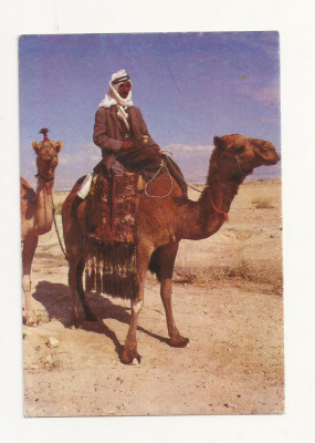 FA3 - Carte Postala - ISRAEL - Camel in the Desert, necirculat foto