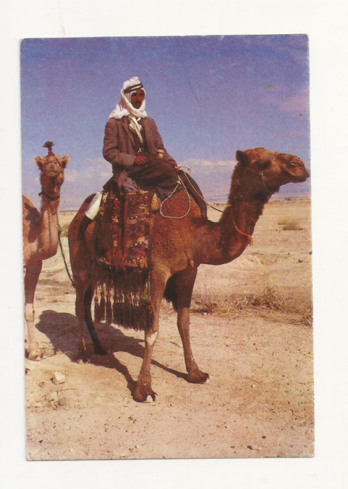 FA3 - Carte Postala - ISRAEL - Camel in the Desert, necirculat